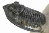 Diademaproetus Trilobite - Rock Removed Under Shell #252522-3